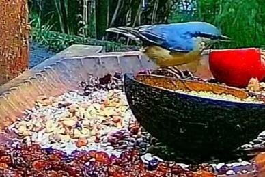 livebirdspoland_3ff26499da5b4c2fa3ade0c158ebe77a.jpg