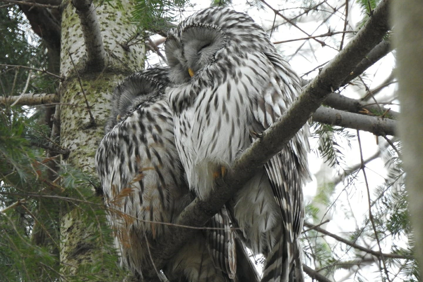 livebirdspoland_30c351545a6b28c380b7061ffdb1d4ed.png