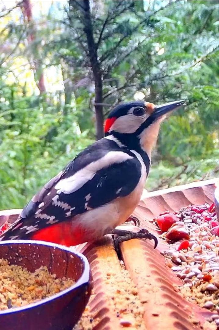 livebirdspoland_457a7656e3f7bb126f4b960ed6aaeb9e.jpg