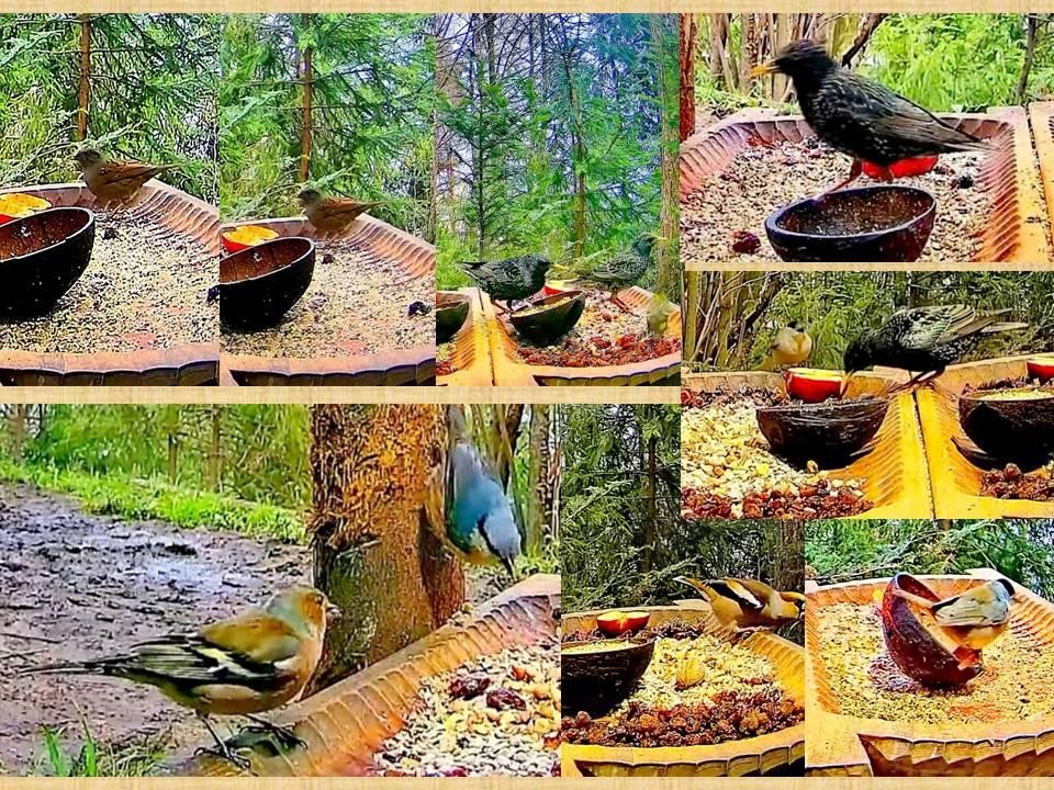 livebirdspoland_1e0f1321b6c10bfa0733d1f264c5ab9d.jpg