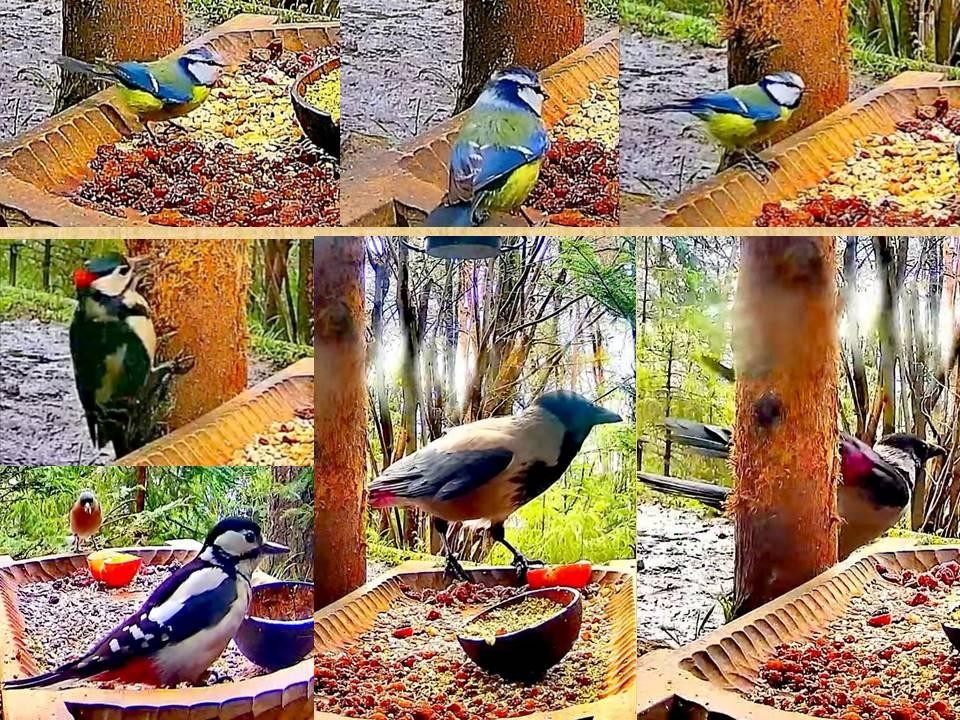 livebirdspoland_d6761ca6c56e3033c146679167b0a11e.jpg