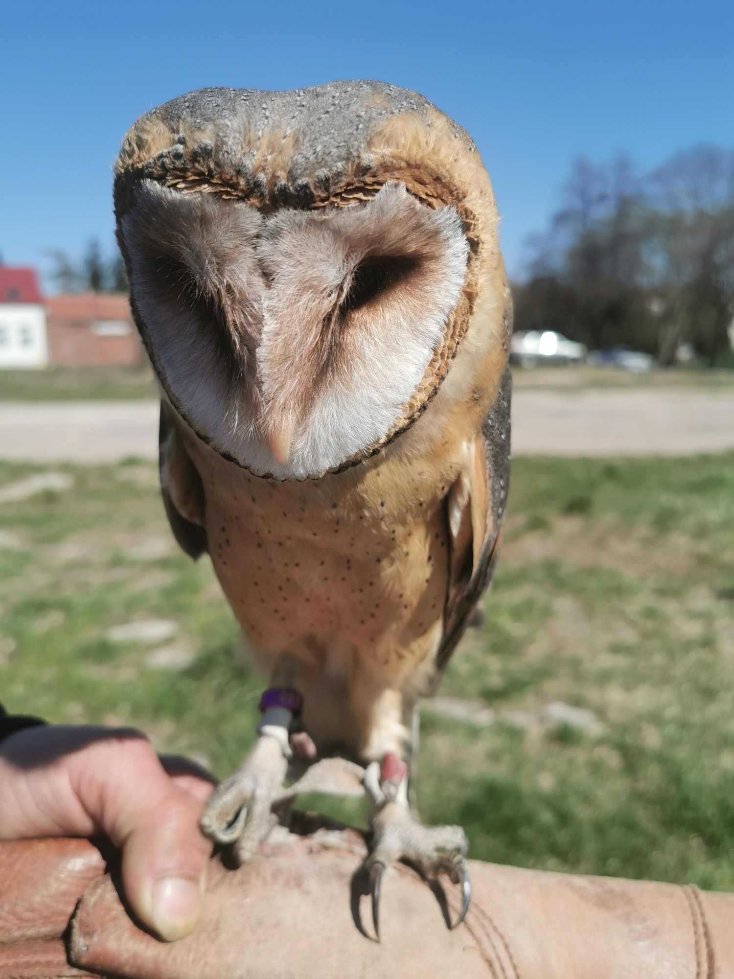 livebirdspoland_b54380564ee91a6125c7be468c0169ff.jpg