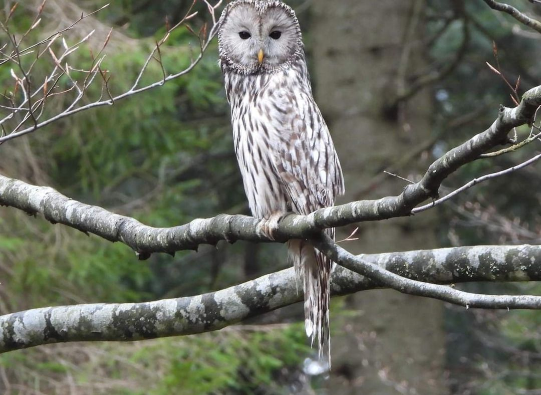 livebirdspoland_597923b5642d29760c0162696cc3e640.png