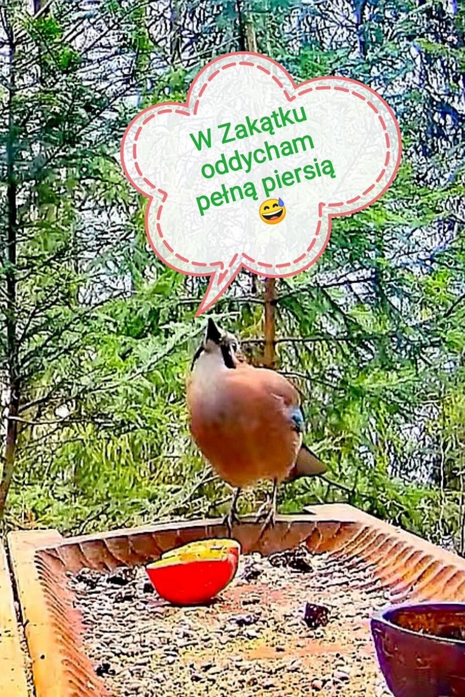 livebirdspoland_d22a3cf2f165b442803575002a3a5663.jpg