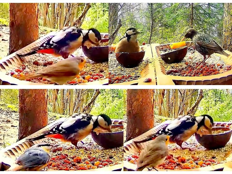 livebirdspoland_0f2fa6deeaec937e2439e0311d804163.jpg