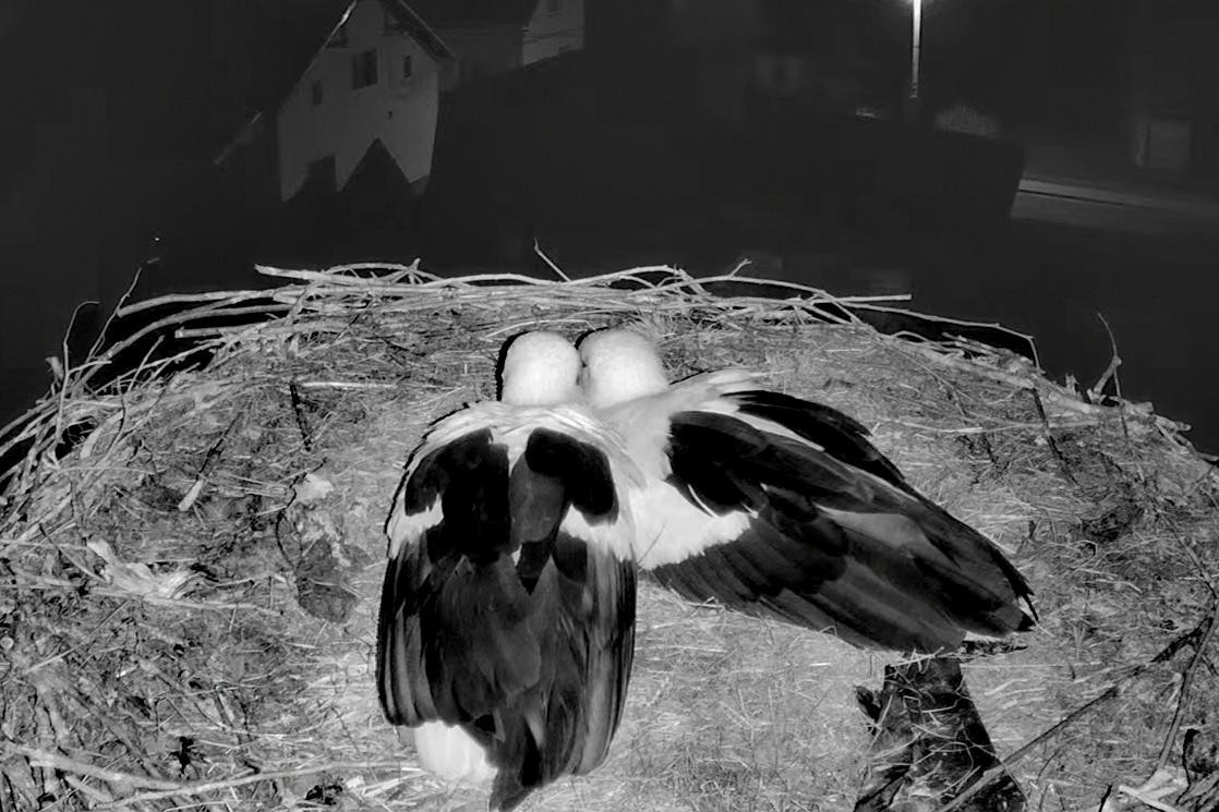 livebirdspoland_55b414d5c1df3e0c7bdcc9689f801ed4.jpg