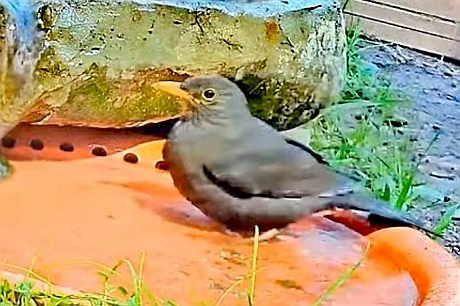 livebirdspoland_b348f5ba4f122a6ea98dc1408366c450.jpg