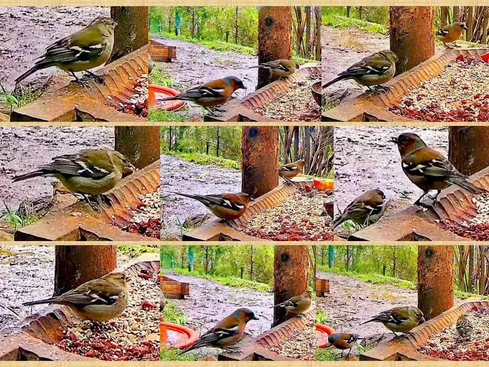 livebirdspoland_2cbf07f0c6fcd569215130fd56ae754f.jpg