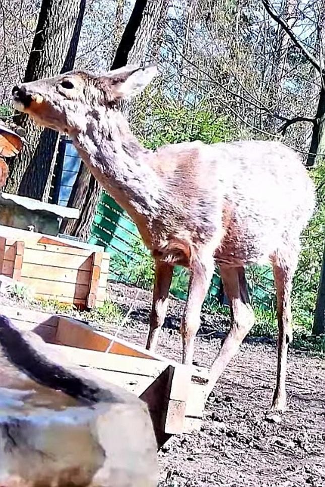 livebirdspoland_441443ab2ebc18250e72a7d5f6a1ee7c.jpg