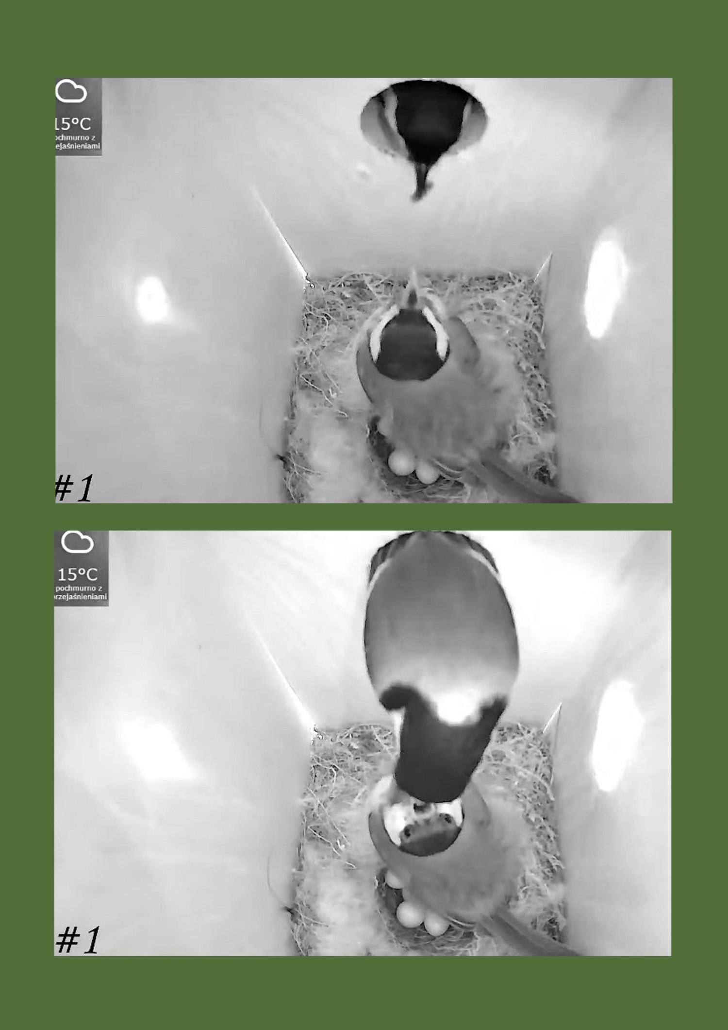 livebirdspoland_ddd9d9b6b034ce6803951a8897710d2a.jpg