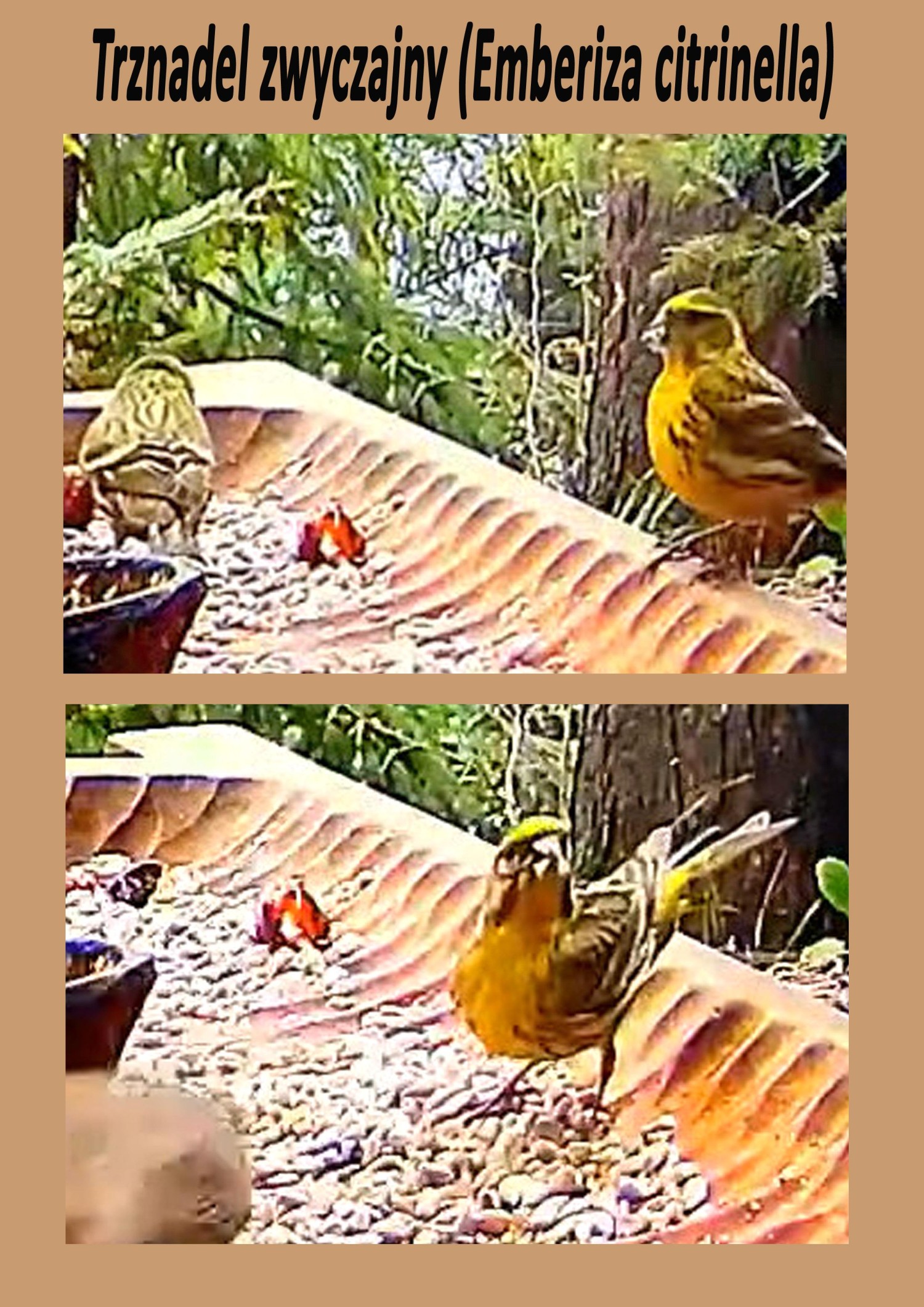 livebirdspoland_f09b64a16efa210088e08e082799aec6.jpg