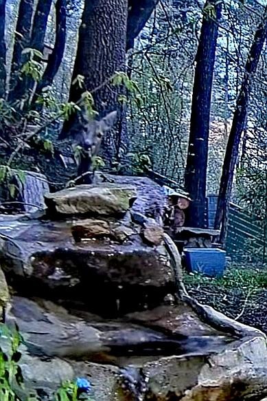 livebirdspoland_e53dcc5cd5b769222579661712be6cff.jpg