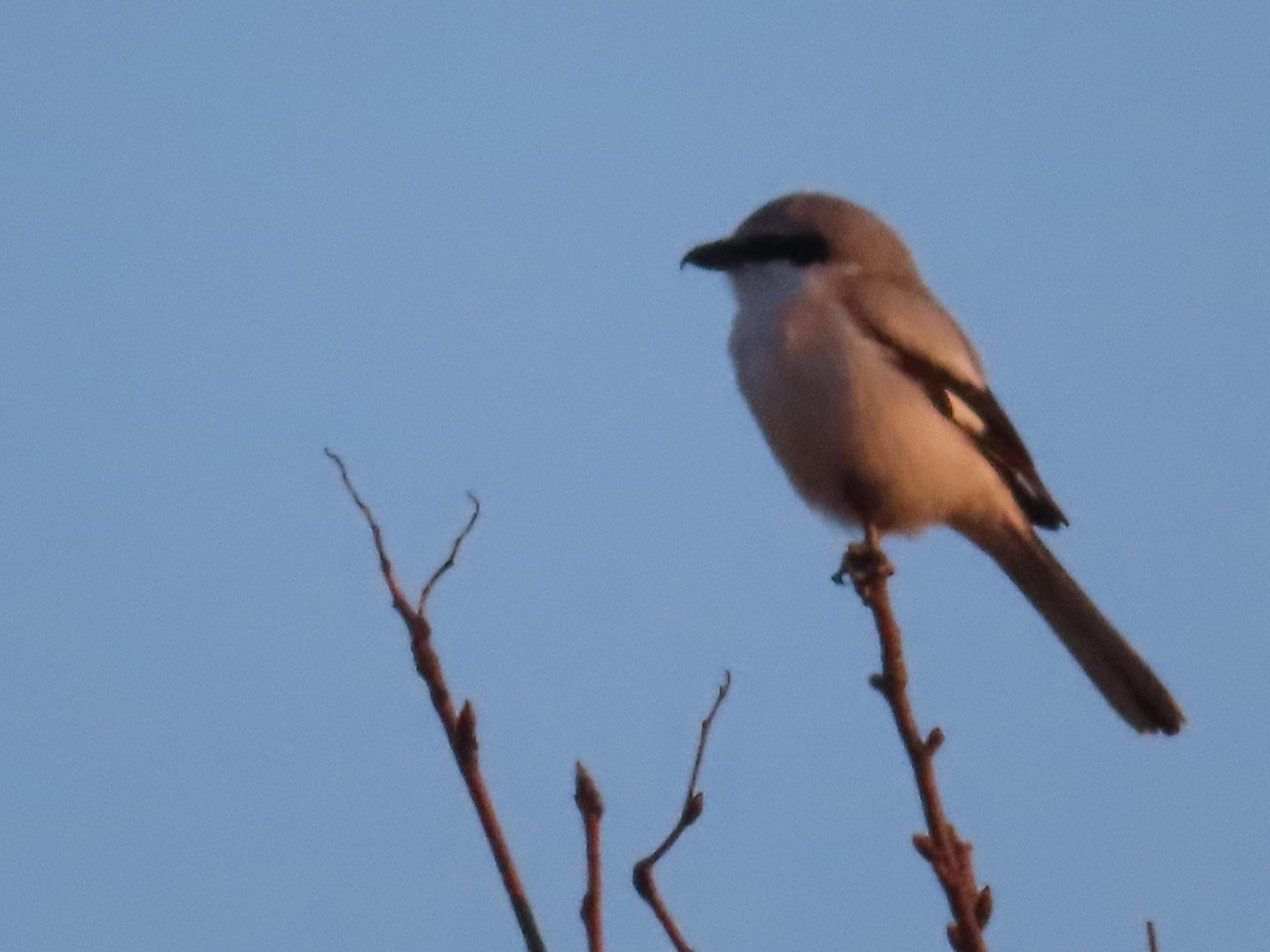 livebirdspoland_b2c33f9d2e05d753d06dd22523de3b8a.jpg