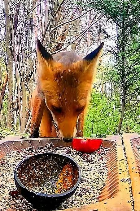 livebirdspoland_5892fb6d0b23a8fe2714e6e95de2c3e4.jpg