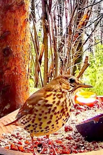 livebirdspoland_ef0c5f74c5cdb35bd8a875739ea94a4d.jpg