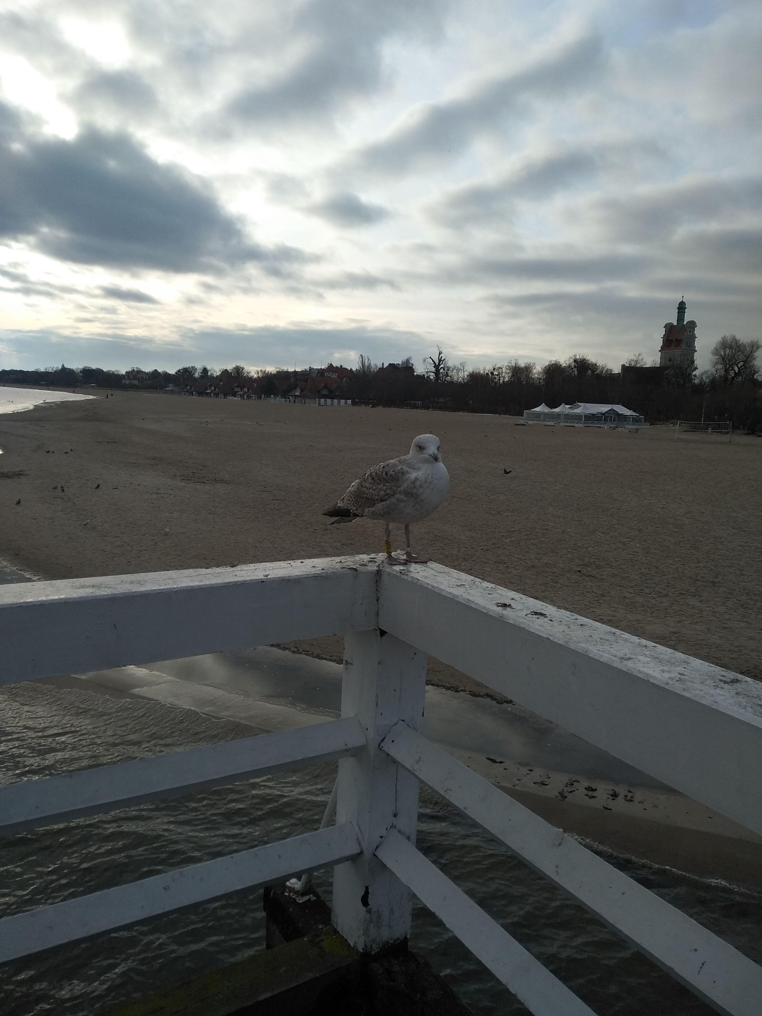 livebirdspoland_5ba77aabade02e2eece133d2c2757a58.jpg