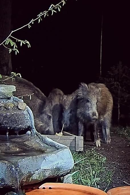 livebirdspoland_0225cec559661087c686a93d0331352d.jpg