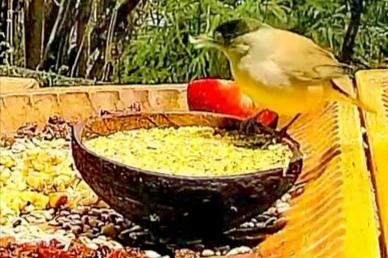 livebirdspoland_0a84c81ad1956ef9f99e5f8504a2c6a8.jpg