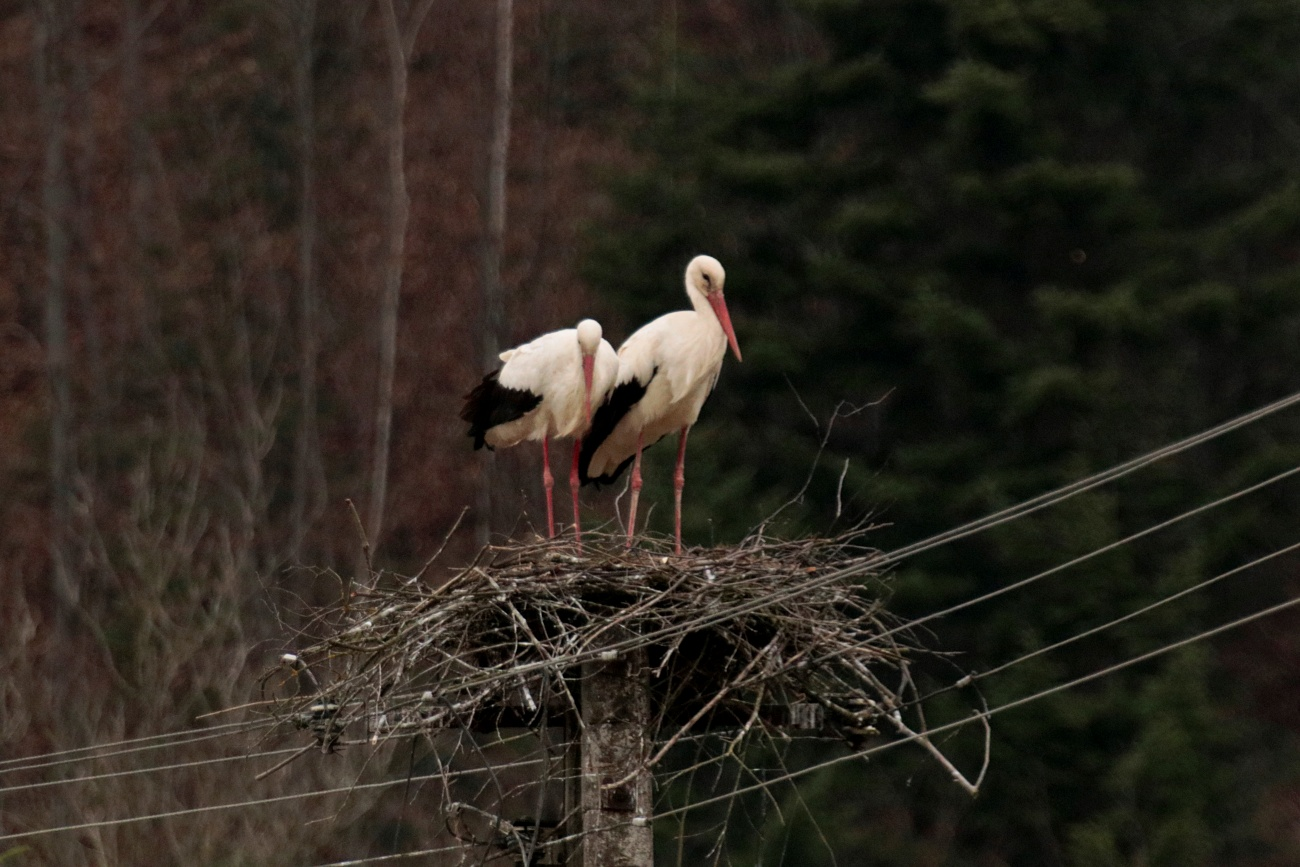 livebirdspoland_d4e9c2dd85de6c0970ecf9f6f9bc9e01.png