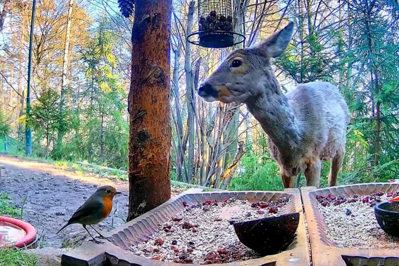 livebirdspoland_005f63b9771052daf6e0f2ab2d7d98ba.jpg