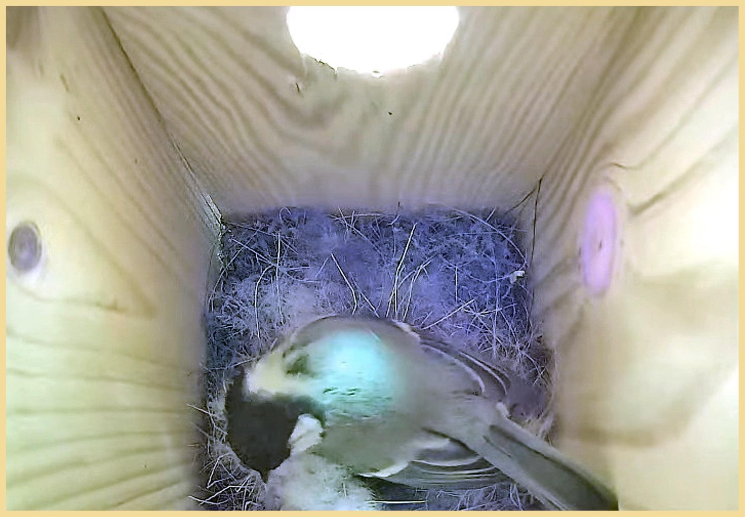 livebirdspoland_b38d4d978daf09f3387d7a94caee966d.jpg