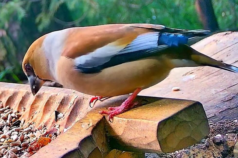 livebirdspoland_a1dd8b25cc5e285e4e99189dc41550d4.jpg
