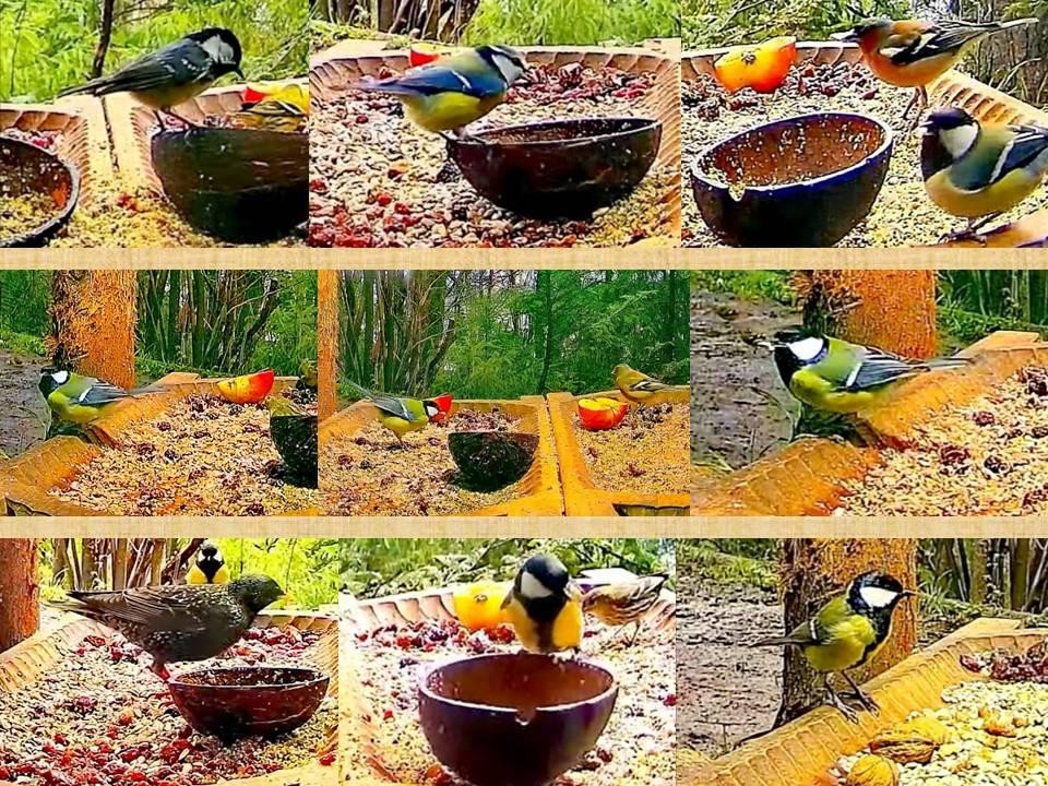 livebirdspoland_a99eeaab790b83908e04e5fd7d718f5e.jpg