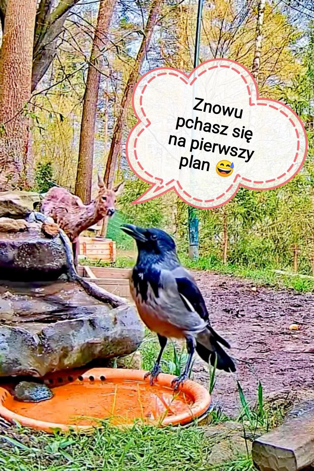 livebirdspoland_10e1ca6a163df207e7f16c95a7665470.jpg