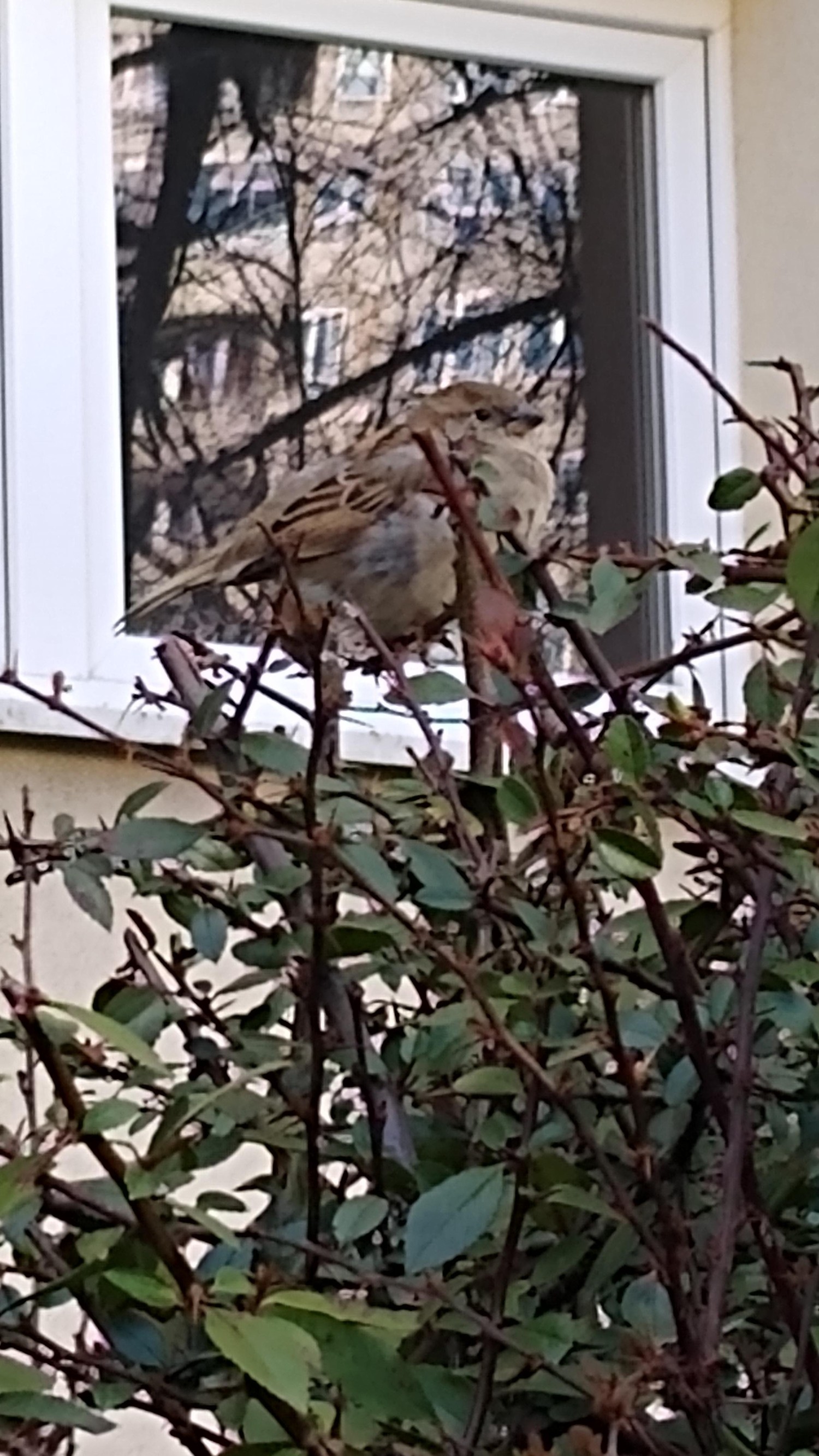 livebirdspoland_edd44d0fe5401af887bff9fa2b708200.jpg