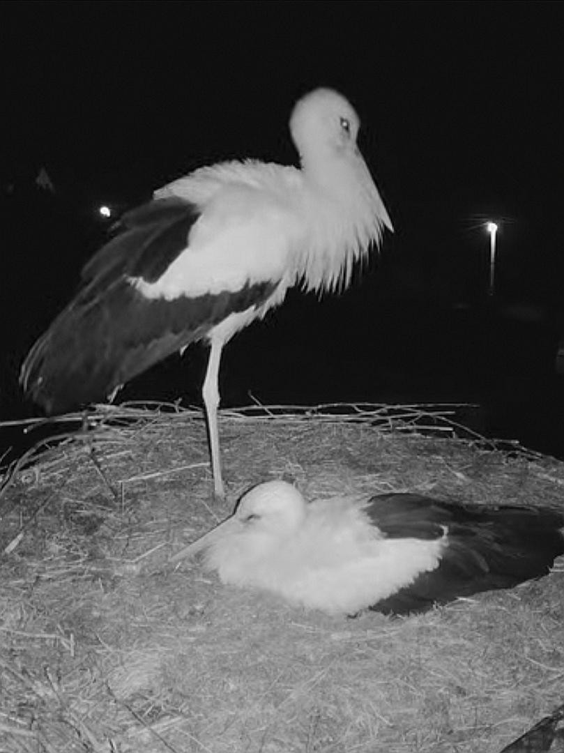 livebirdspoland_1055b88a029559026ffb5296b9cfecee.jpg