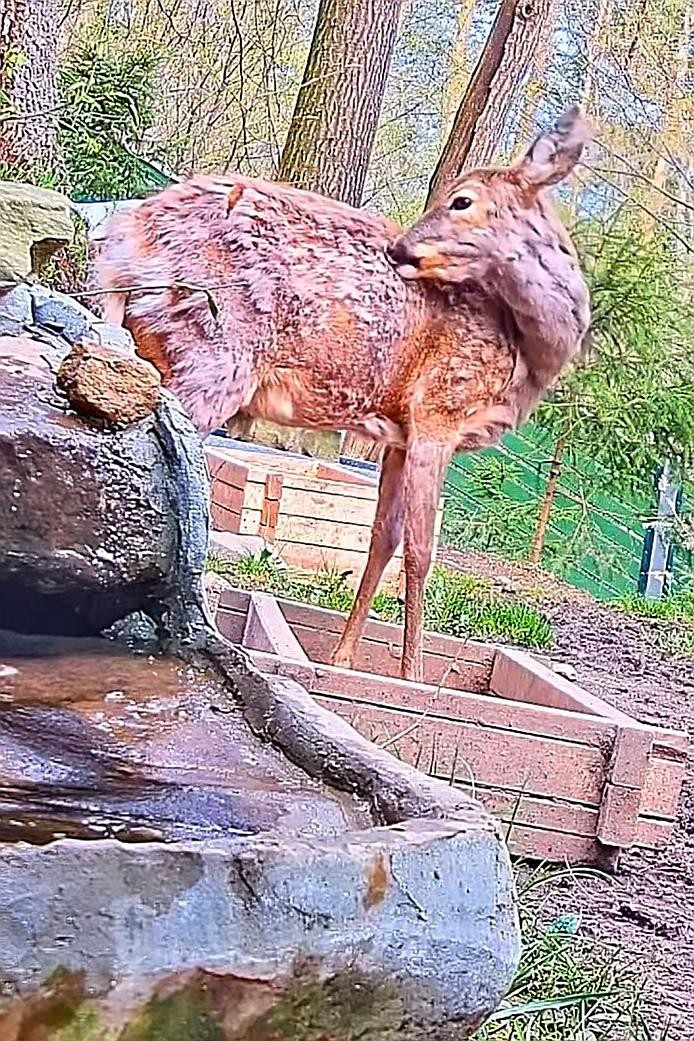 livebirdspoland_5f77ae8f6860ef73a1438ffea19a8788.jpg