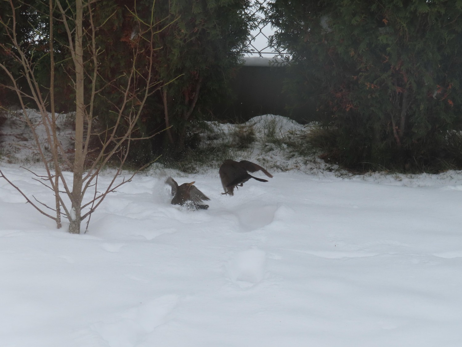 livebirdspoland_dccae71e7c8cb057ef12e8f84729a2c9.jpg
