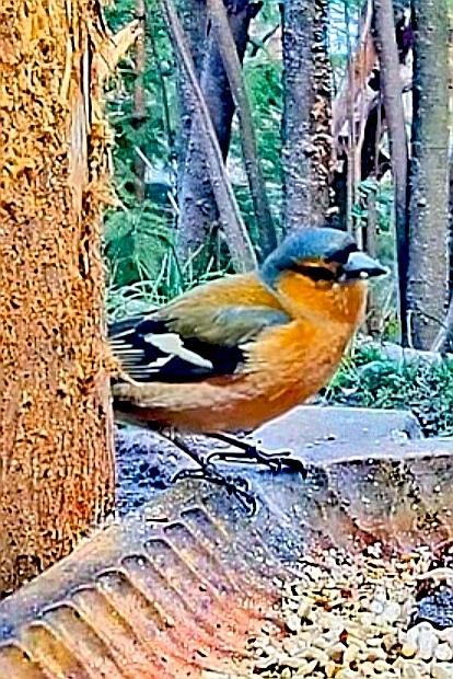 livebirdspoland_cd3815db4f3354f9df4ca340aff4780e.jpg