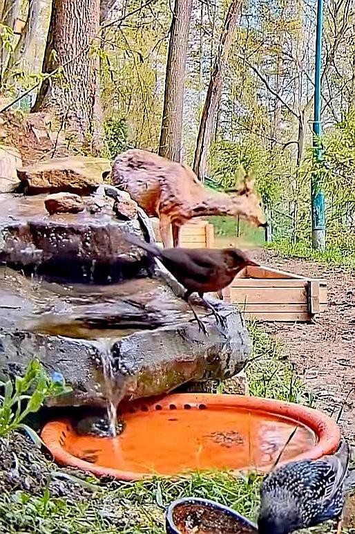 livebirdspoland_fdbd35ac9513e7efd3faae5419fbec83.jpg