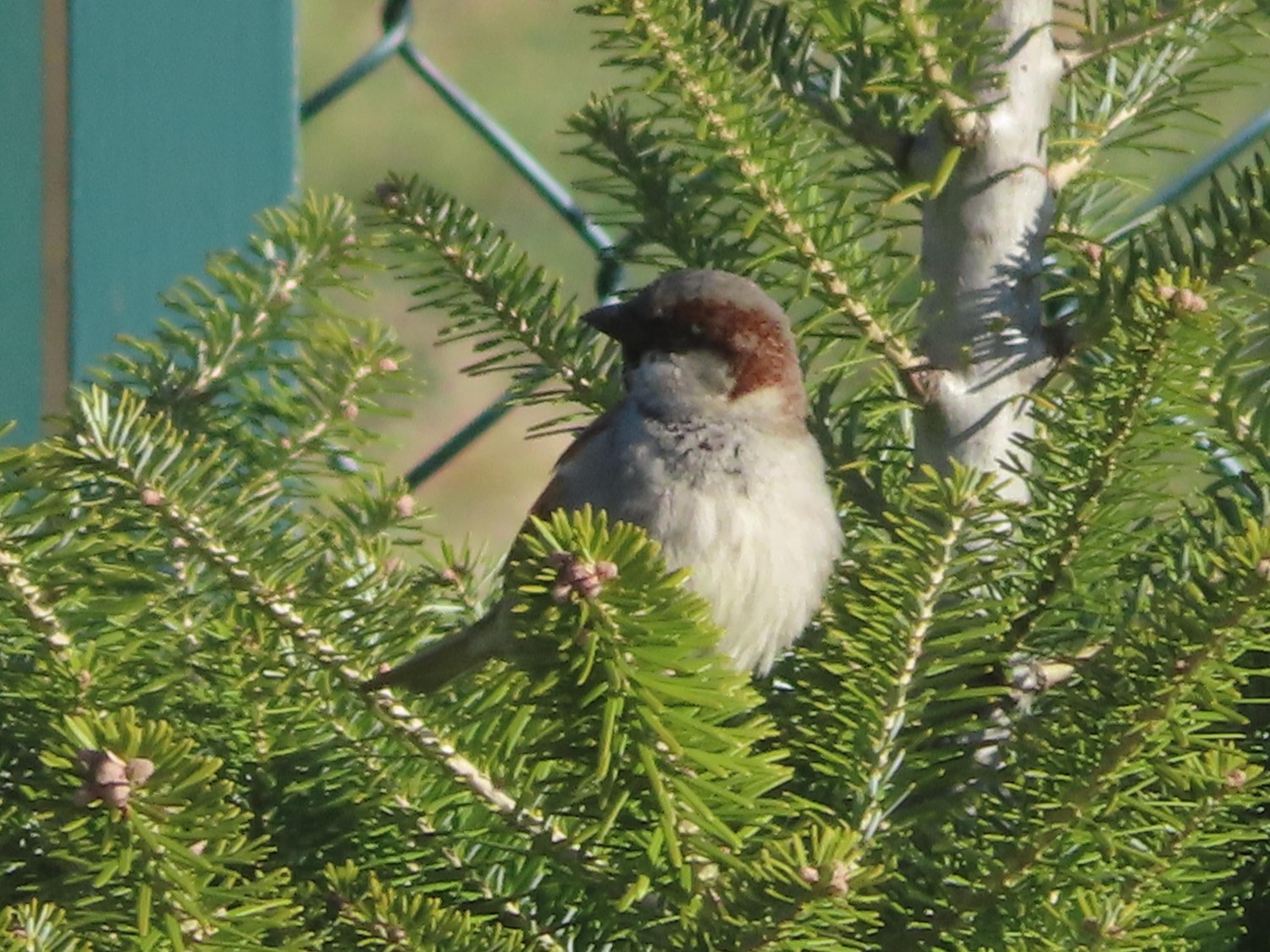 livebirdspoland_9015d603566e5835890e8f93cc69cdbe.jpg