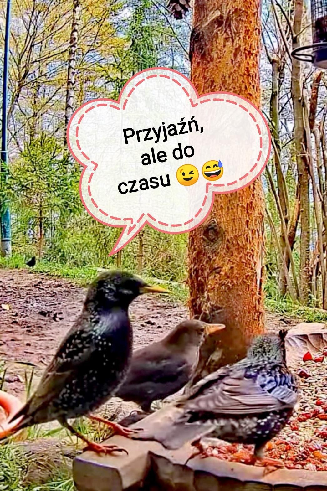 livebirdspoland_37d66a06b14a5027671b125374b5cd77.jpg