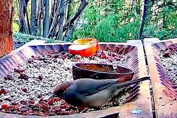 livebirdspoland_9b5cc531f9d5fae7a8e6d01698fa3a31.jpg