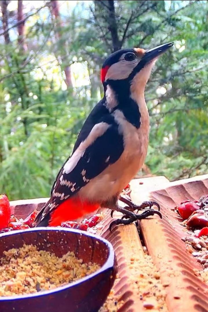 livebirdspoland_f1caccd4e7c2bcb0627cd602e4c2e531.jpg