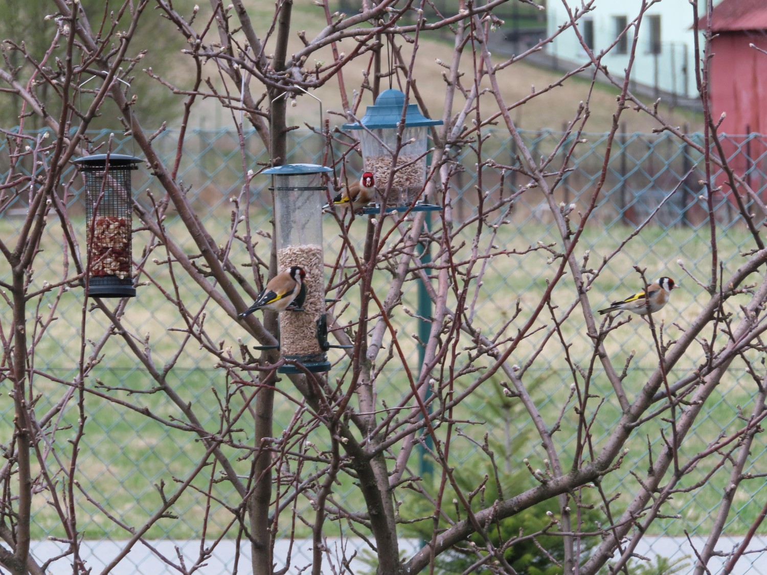 livebirdspoland_06c0c0f1ef299e74a07e7acc6eedc4e0.jpg
