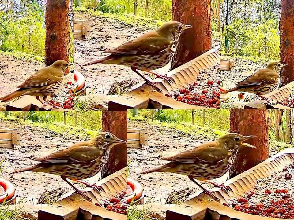 livebirdspoland_5d5ac444c235f90caf47d2de6c59e978.jpg