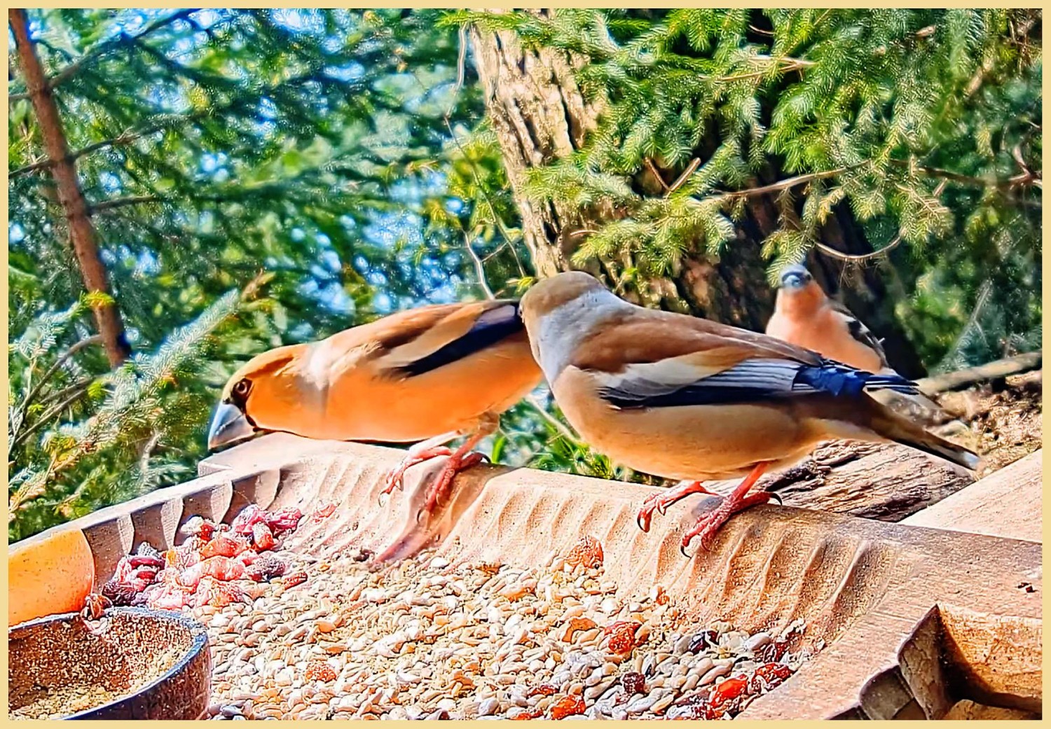livebirdspoland_0a777b6788f14443b5bbf060c3110ade.jpg