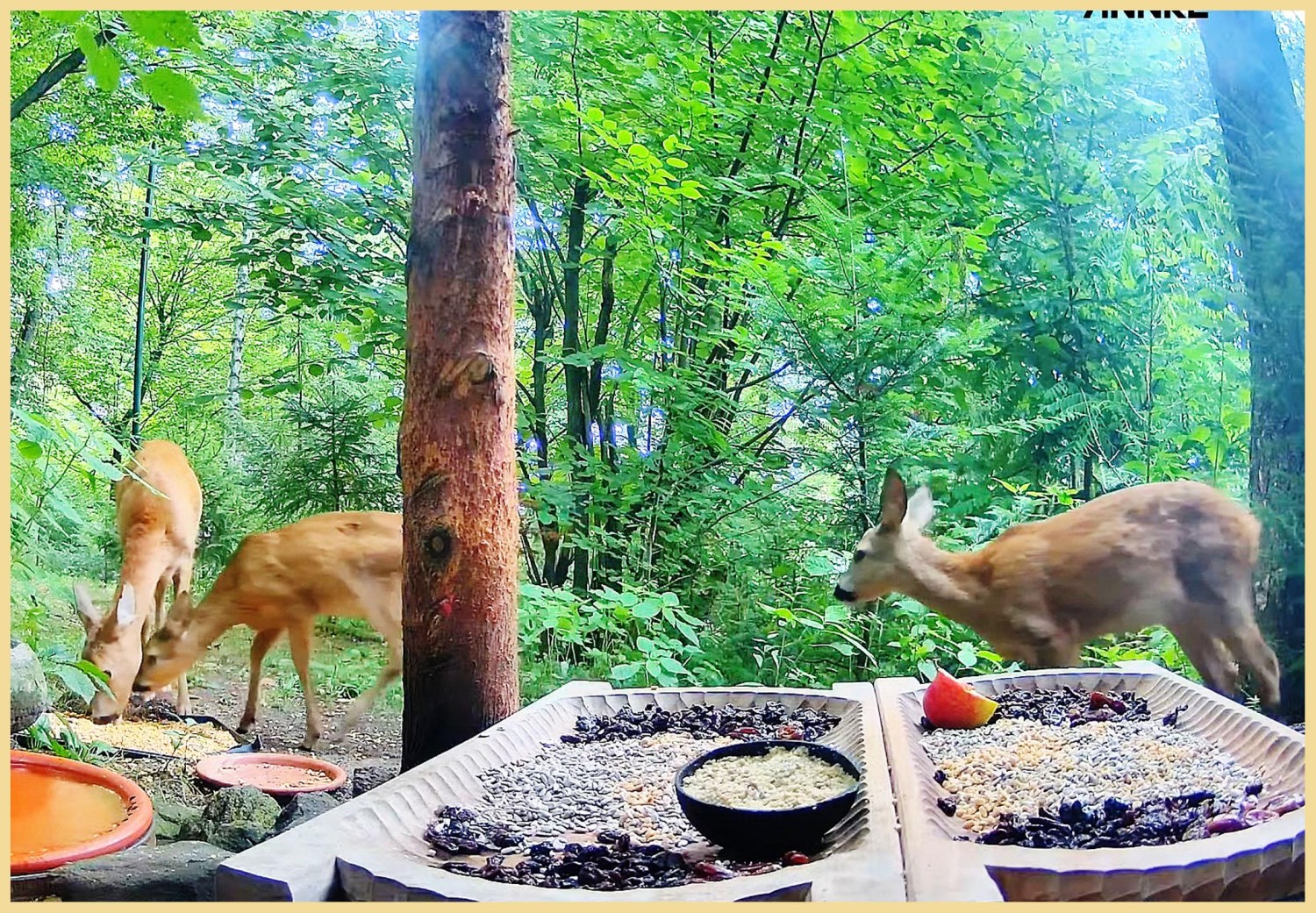 livebirdspoland_cf1046d21697bfeb01a5ea70bd51e0bd.jpg