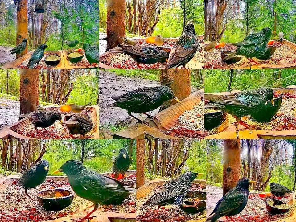 livebirdspoland_1caf6d1f6402b1cb801578d5f65cddda.jpg