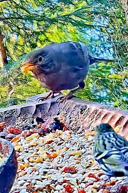 livebirdspoland_495b8ac211f29fb00eb54024916f25d8.jpg