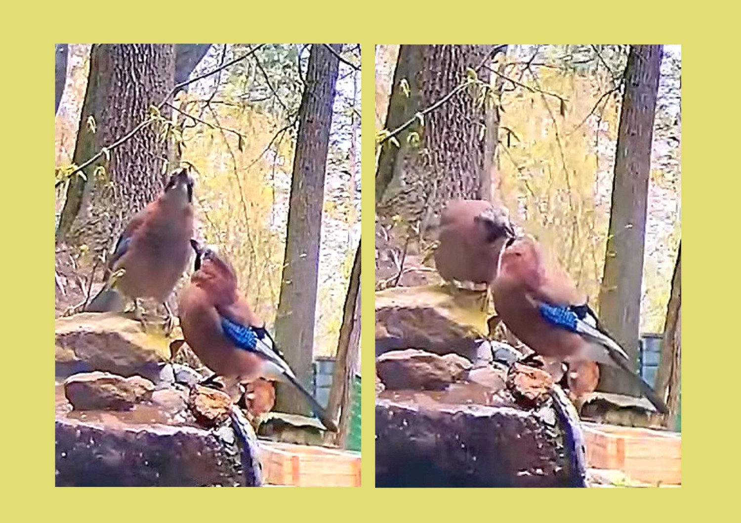 livebirdspoland_b9b1363742a807e84c6c7b4d48bd2826.jpg