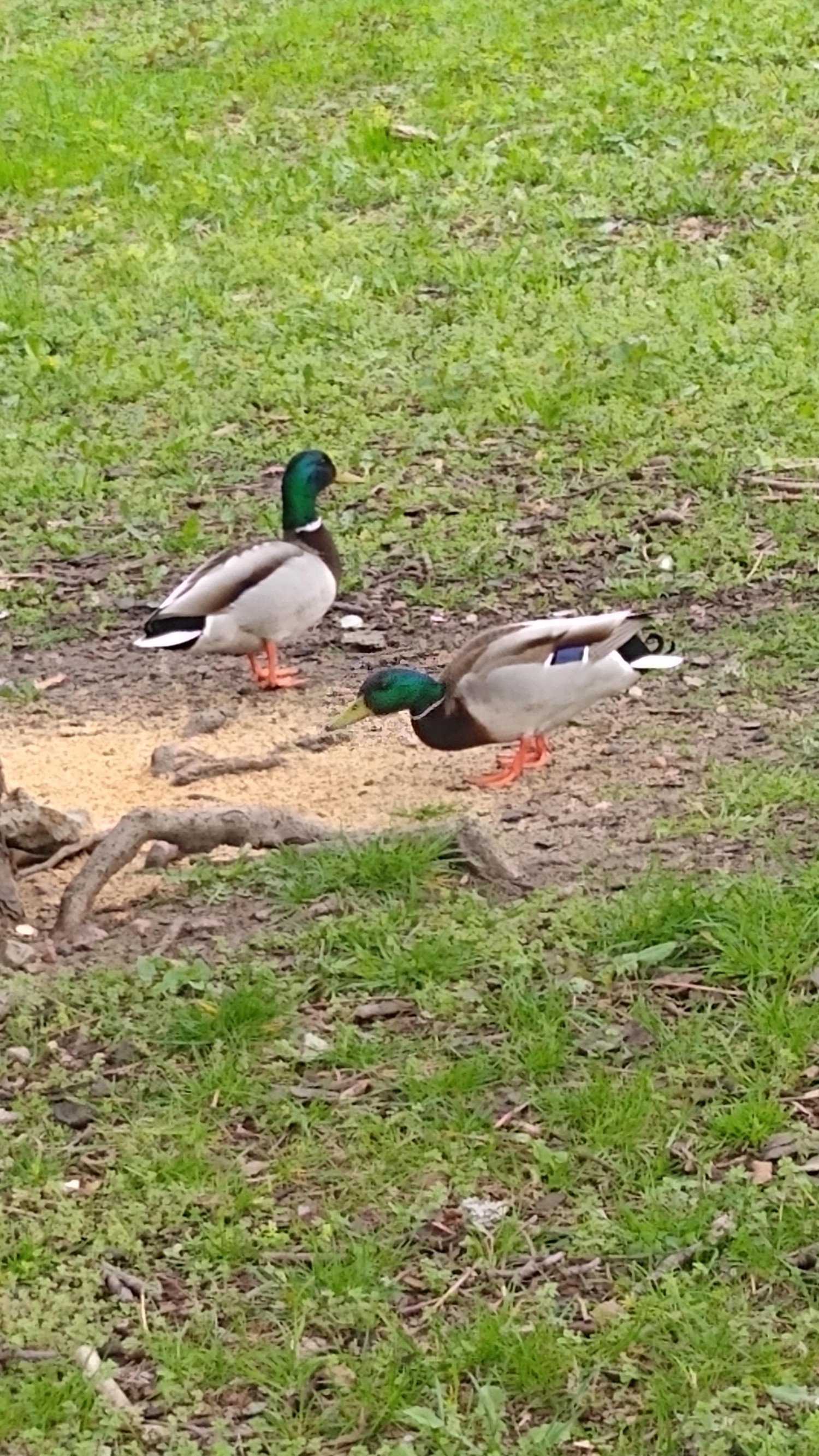 livebirdspoland_3a0507468dc2a74a37a3324f2bd29a5e.jpg