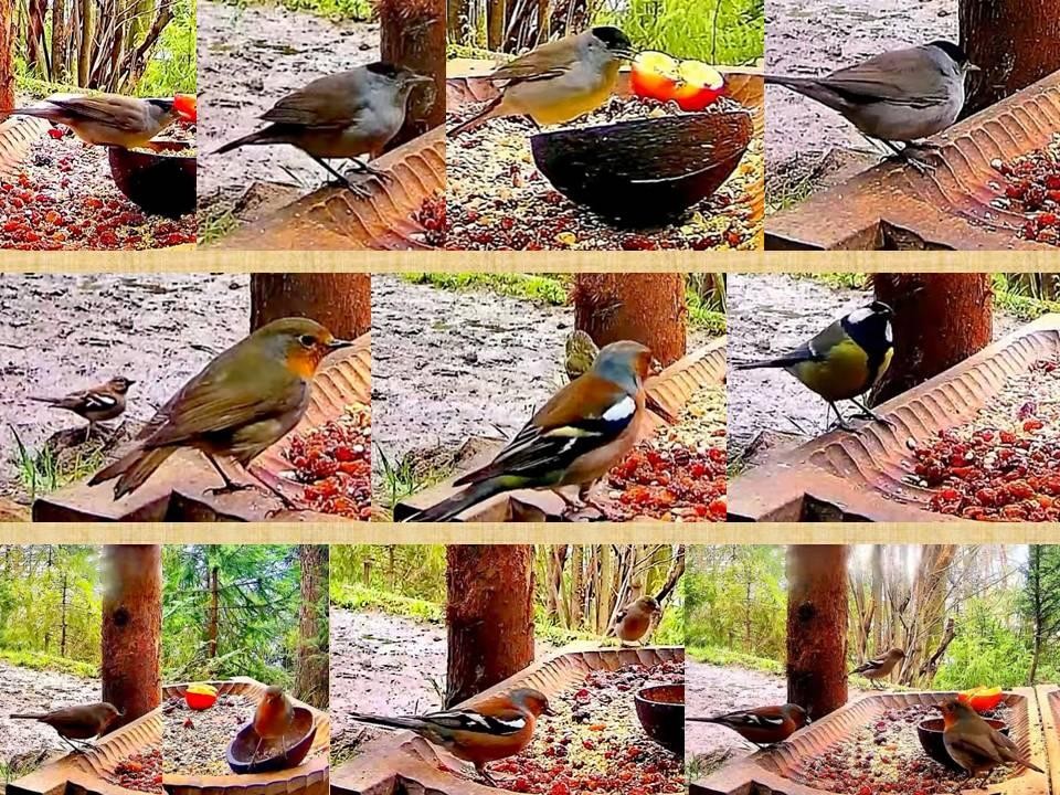 livebirdspoland_d63d657edd0ca2b8e811bab1030cf244.jpg