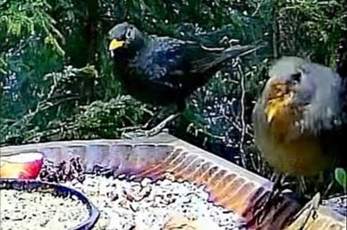 livebirdspoland_f00878d45f16103e9cc1895e73ed8e6e.jpg