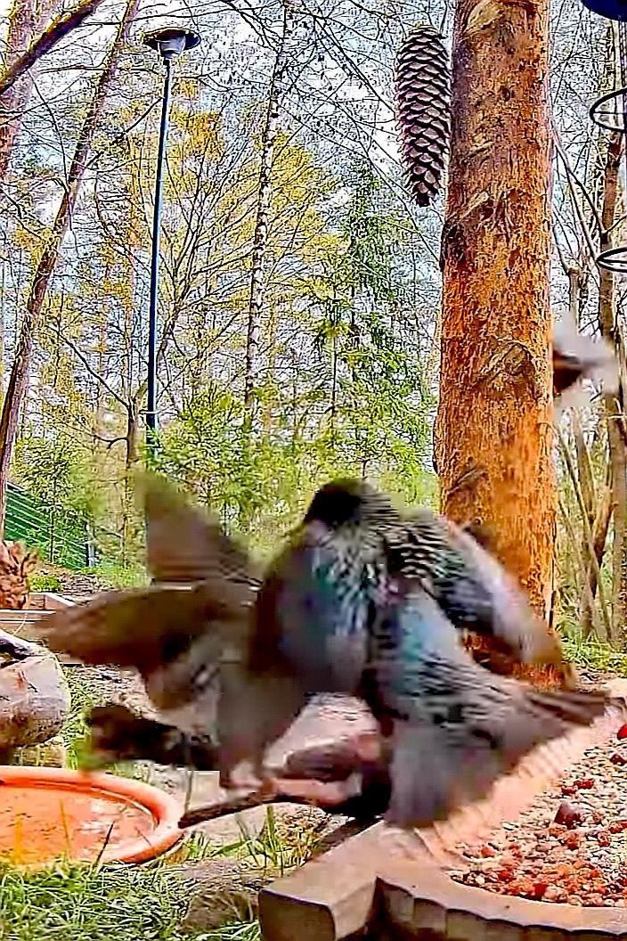 livebirdspoland_839ded39b7b90e4e6858278769a3247b.jpg