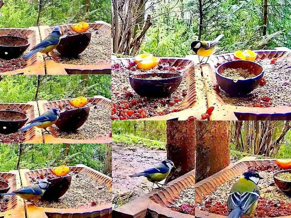 livebirdspoland_15ac70059add53349d00360005b85a6a.jpg